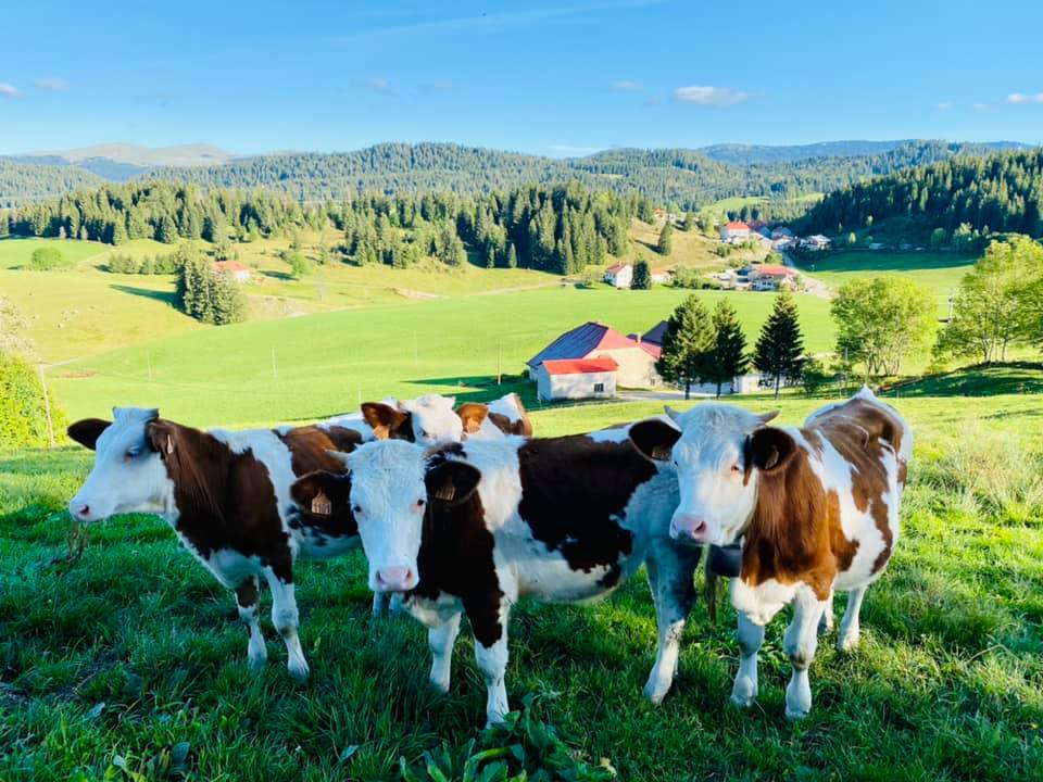Été dans le Haut-Jura : nos coups de cœur en famille
