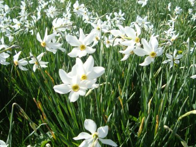 Floraison des narcisses mi mai